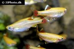 tanichthys albonubes golden tanichthys albonubes golden