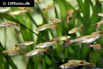 tanichthys albonubes golden tanichthys albonubes golden