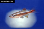 tanichthys albonubes lini tanichthys albonubes lini
