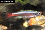 tanichthys albonubes lini tanichthys albonubes lini