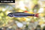 tanichthys albonubes veiltail tanichthys albonubes veiltail