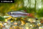 tanichthys albonubes veiltail tanichthys albonubes veiltail
