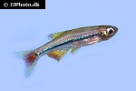tanichthys micagemmae tanichthys micagemmae