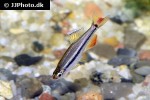 tanichthys micagemmae tanichthys micagemmae