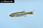 tanichthys micagemmae tanichthys micagemmae