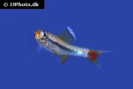 tanichthys micagemmae tanichthys micagemmae