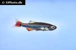 tanichthys micagemmae tanichthys micagemmae