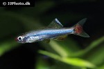 tanichthys micagemmae tanichthys micagemmae