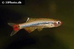 tanichthys micagemmae tanichthys micagemmae