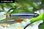 tanichthys micagemmae tanichthys micagemmae