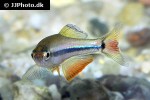 tanichthys micagemmae tanichthys micagemmae