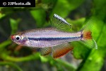 tanichthys micagemmae tanichthys micagemmae