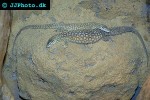 varanus acanthurus spiny tailed monitor varanus acanthurus spiny tailed monitor