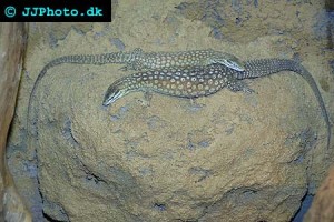 Monitor Lizards