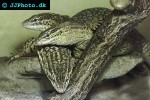 varanus acanthurus spiny tailed monitor varanus acanthurus spiny tailed monitor
