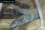 varanus dumerilii dumeril s monitor varanus dumerilii dumeril s monitor