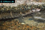 varanus dumerilii dumeril s monitor varanus dumerilii dumeril s monitor