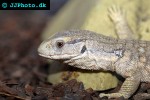 varanus exanthematicus savannah monitor varanus exanthematicus savannah monitor