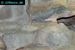 varanus indicus mangrove monitor varanus indicus mangrove monitor
