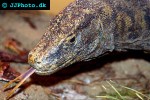varanus komodoensis komodo dragon varanus komodoensis komodo dragon