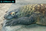 varanus komodoensis komodo dragon varanus komodoensis komodo dragon