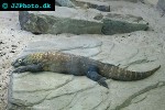 varanus komodoensis komodo dragon varanus komodoensis komodo dragon