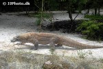 varanus komodoensis komodo dragon varanus komodoensis komodo dragon