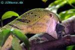 varanus prasinus emerald monitor varanus prasinus emerald monitor