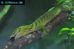 varanus prasinus emerald monitor varanus prasinus emerald monitor