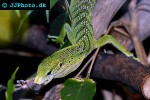 varanus prasinus emerald monitor varanus prasinus emerald monitor