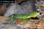 varanus prasinus emerald monitor varanus prasinus emerald monitor