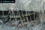 varanus salvator black togian water monitor varanus salvator black togian water monitor
