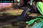 varanus salvator black togian water monitor varanus salvator black togian water monitor