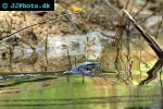 varanus salvator black togian water monitor varanus salvator black togian water monitor
