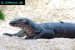 varanus salvator black togian water monitor varanus salvator black togian water monitor