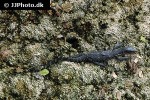 varanus salvator black togian water monitor varanus salvator black togian water monitor