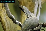 varanus varius lace monitor varanus varius lace monitor
