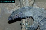 varanus varius lace monitor varanus varius lace monitor