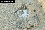 boleophthalmus boddarti boleophthalmus boddarti