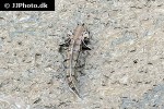 boleophthalmus boddarti boleophthalmus boddarti