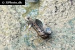 boleophthalmus boddarti boleophthalmus boddarti
