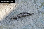 boleophthalmus boddarti boleophthalmus boddarti