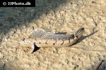 boleophthalmus boddarti boleophthalmus boddarti