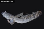 boleophthalmus pectinirostris boleophthalmus pectinirostris