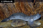 boleophthalmus pectinirostris boleophthalmus pectinirostris