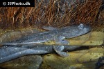 boleophthalmus pectinirostris boleophthalmus pectinirostris