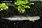 parapocryptes serperaster parapocryptes serperaster