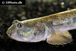 parapocryptes serperaster parapocryptes serperaster