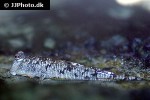 periophthalmus argentilineatus periophthalmus argentilineatus