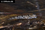 periophthalmus argentilineatus periophthalmus argentilineatus